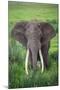 Portrait of African Elephant (Loxodonta Africana), Ngorongoro Crater-null-Mounted Photographic Print