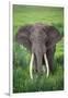 Portrait of African Elephant (Loxodonta Africana), Ngorongoro Crater-null-Framed Photographic Print