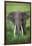 Portrait of African Elephant (Loxodonta Africana), Ngorongoro Crater-null-Framed Photographic Print