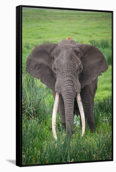 Portrait of African Elephant (Loxodonta Africana), Ngorongoro Crater-null-Framed Stretched Canvas