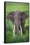 Portrait of African Elephant (Loxodonta Africana), Ngorongoro Crater-null-Framed Stretched Canvas