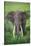 Portrait of African Elephant (Loxodonta Africana), Ngorongoro Crater-null-Stretched Canvas