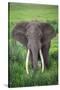 Portrait of African Elephant (Loxodonta Africana), Ngorongoro Crater-null-Stretched Canvas