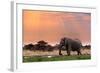 Portrait of African Elephants with Dusk Sky, Etosha National Park Ombika Kunene, Namibia, Wildlife-Artush-Framed Photographic Print