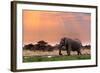 Portrait of African Elephants with Dusk Sky, Etosha National Park Ombika Kunene, Namibia, Wildlife-Artush-Framed Photographic Print