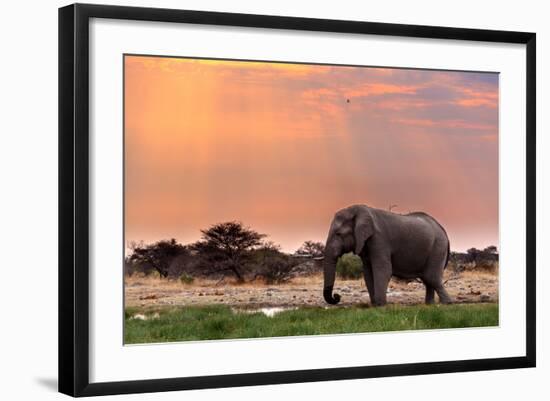 Portrait of African Elephants with Dusk Sky, Etosha National Park Ombika Kunene, Namibia, Wildlife-Artush-Framed Photographic Print