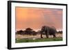 Portrait of African Elephants with Dusk Sky, Etosha National Park Ombika Kunene, Namibia, Wildlife-Artush-Framed Photographic Print