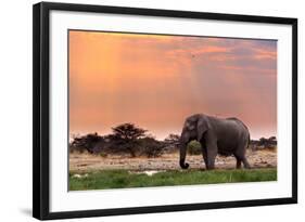 Portrait of African Elephants with Dusk Sky, Etosha National Park Ombika Kunene, Namibia, Wildlife-Artush-Framed Photographic Print