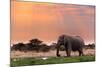 Portrait of African Elephants with Dusk Sky, Etosha National Park Ombika Kunene, Namibia, Wildlife-Artush-Mounted Photographic Print