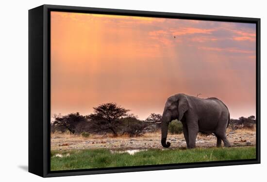 Portrait of African Elephants with Dusk Sky, Etosha National Park Ombika Kunene, Namibia, Wildlife-Artush-Framed Stretched Canvas