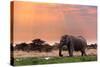 Portrait of African Elephants with Dusk Sky, Etosha National Park Ombika Kunene, Namibia, Wildlife-Artush-Stretched Canvas