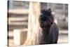 Portrait of Alpaca with Black Fur  (Vicugna Pacos)-luckybusiness-Stretched Canvas