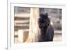 Portrait of Alpaca with Black Fur  (Vicugna Pacos)-luckybusiness-Framed Photographic Print