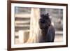 Portrait of Alpaca with Black Fur  (Vicugna Pacos)-luckybusiness-Framed Photographic Print