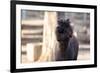 Portrait of Alpaca with Black Fur  (Vicugna Pacos)-luckybusiness-Framed Photographic Print