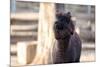 Portrait of Alpaca with Black Fur  (Vicugna Pacos)-luckybusiness-Mounted Photographic Print