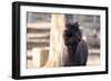 Portrait of Alpaca with Black Fur  (Vicugna Pacos)-luckybusiness-Framed Photographic Print