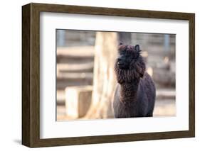 Portrait of Alpaca with Black Fur  (Vicugna Pacos)-luckybusiness-Framed Photographic Print