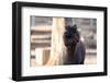 Portrait of Alpaca with Black Fur  (Vicugna Pacos)-luckybusiness-Framed Photographic Print