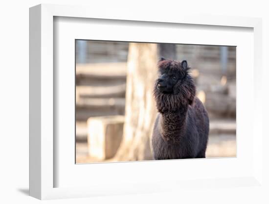 Portrait of Alpaca with Black Fur  (Vicugna Pacos)-luckybusiness-Framed Photographic Print