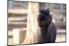 Portrait of Alpaca with Black Fur  (Vicugna Pacos)-luckybusiness-Mounted Photographic Print