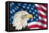 Portrait of American Bald Eagle against Usa Flag Stars and Stripes-Veneratio-Framed Stretched Canvas