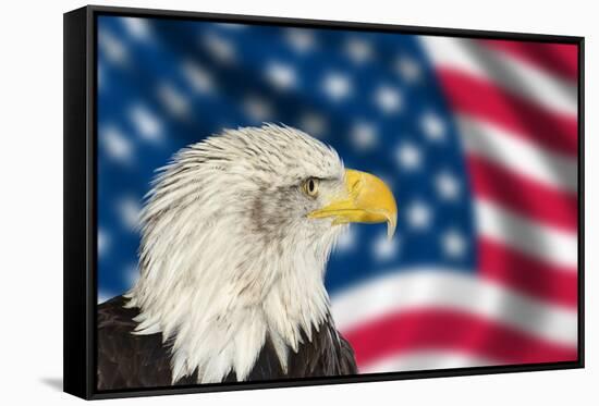 Portrait of American Bald Eagle against Usa Flag Stars and Stripes-Veneratio-Framed Stretched Canvas