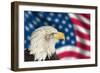 Portrait of American Bald Eagle against Usa Flag Stars and Stripes-Veneratio-Framed Photographic Print