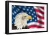 Portrait of American Bald Eagle against Usa Flag Stars and Stripes-Veneratio-Framed Photographic Print