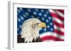 Portrait of American Bald Eagle against Usa Flag Stars and Stripes-Veneratio-Framed Photographic Print