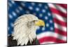 Portrait of American Bald Eagle against Usa Flag Stars and Stripes-Veneratio-Mounted Photographic Print