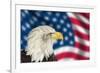 Portrait of American Bald Eagle against Usa Flag Stars and Stripes-Veneratio-Framed Photographic Print