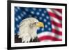 Portrait of American Bald Eagle against Usa Flag Stars and Stripes-Veneratio-Framed Photographic Print