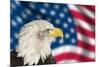 Portrait of American Bald Eagle against Usa Flag Stars and Stripes-Veneratio-Mounted Photographic Print