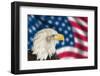 Portrait of American Bald Eagle against Usa Flag Stars and Stripes-Veneratio-Framed Photographic Print