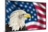 Portrait of American Bald Eagle against Usa Flag Stars and Stripes-Veneratio-Mounted Photographic Print