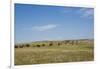 Portrait of American Bison Grazing in the Grasslands, North Dakota-Angel Wynn-Framed Photographic Print