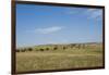 Portrait of American Bison Grazing in the Grasslands, North Dakota-Angel Wynn-Framed Photographic Print