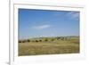 Portrait of American Bison Grazing in the Grasslands, North Dakota-Angel Wynn-Framed Photographic Print