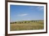 Portrait of American Bison Grazing in the Grasslands, North Dakota-Angel Wynn-Framed Photographic Print