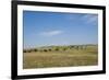 Portrait of American Bison Grazing in the Grasslands, North Dakota-Angel Wynn-Framed Photographic Print