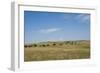 Portrait of American Bison Grazing in the Grasslands, North Dakota-Angel Wynn-Framed Photographic Print