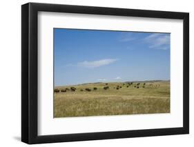 Portrait of American Bison Grazing in the Grasslands, North Dakota-Angel Wynn-Framed Photographic Print