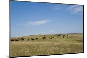 Portrait of American Bison Grazing in the Grasslands, North Dakota-Angel Wynn-Mounted Photographic Print