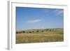 Portrait of American Bison Grazing in the Grasslands, North Dakota-Angel Wynn-Framed Photographic Print