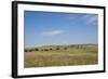 Portrait of American Bison Grazing in the Grasslands, North Dakota-Angel Wynn-Framed Photographic Print