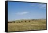 Portrait of American Bison Grazing in the Grasslands, North Dakota-Angel Wynn-Framed Stretched Canvas