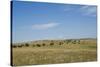 Portrait of American Bison Grazing in the Grasslands, North Dakota-Angel Wynn-Stretched Canvas