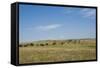 Portrait of American Bison Grazing in the Grasslands, North Dakota-Angel Wynn-Framed Stretched Canvas