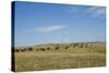 Portrait of American Bison Grazing in the Grasslands, North Dakota-Angel Wynn-Stretched Canvas